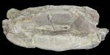 Xiphactinus (Cretaceous Fish) Vertebra - Kansas #68973-2